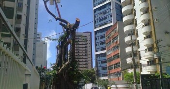 João Paulo acerta ao falar sobre grande quantidade de árvores cortadas no Recife arvores