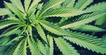 Maio Verde: uma sociedade para além das drogas o-marijuana-facebook