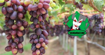 Lóssio tem razão: Suape não atrai produtores de frutas do Sertão de Pernambuco UvaVerdadeiro