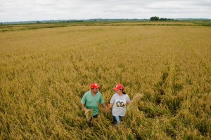 Plantação de arroz orgânico no RS. Foto: Alex Garcia/MST