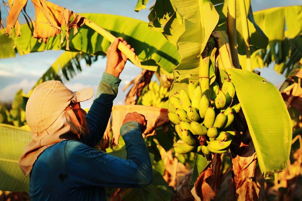 José Soare cultiva mais de 13 variedades de frutas e legumes