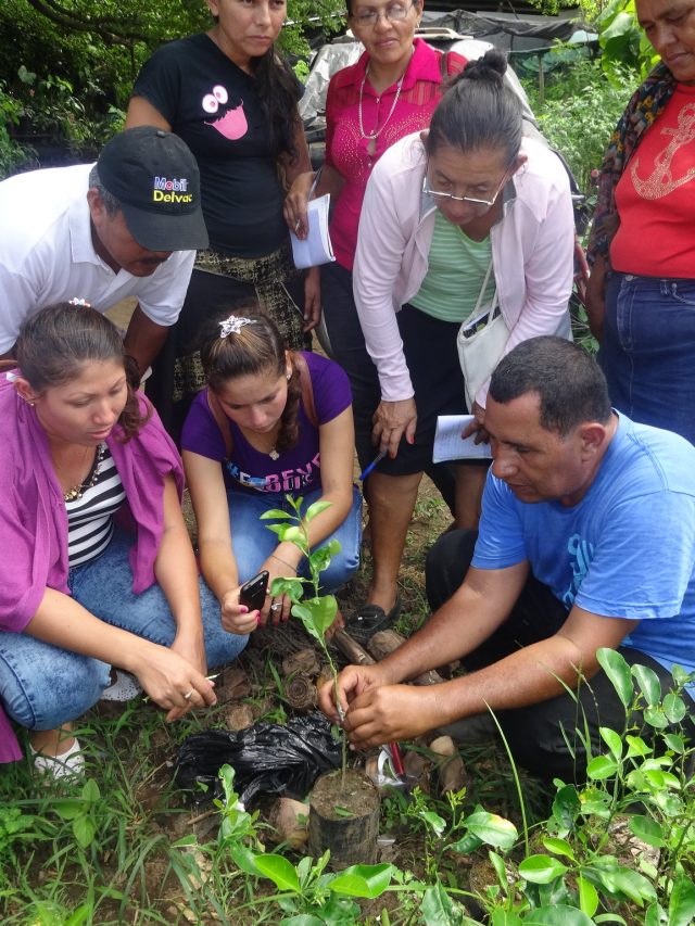 Um curso para agricultores de 7 países da América Latina enfrentarem as mudanças climáticas