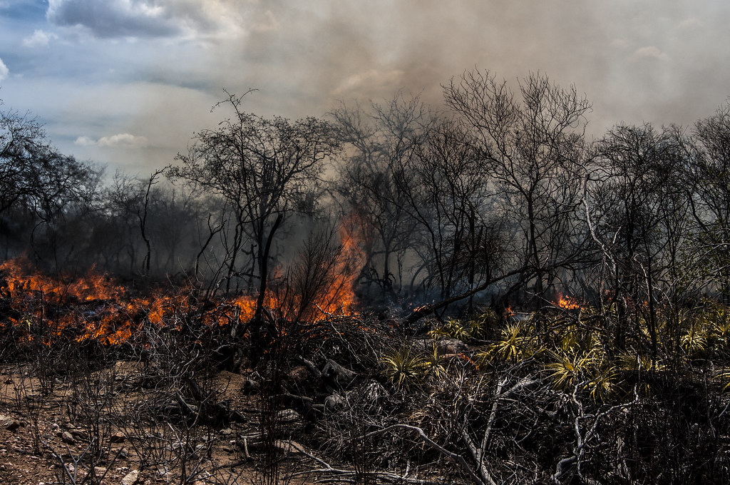 Trecho da caatinga, com palmas e árvores de médio porte ressequidas, sendo consumida por fogo.