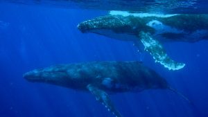 duas baleias jubarte nadando em águas azuis do mar, no sentido da direita para a esquerda da foto