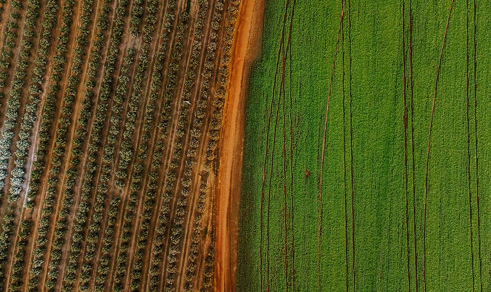 Imagem aérea de uma plantação de mexericas do lado esquerdo e de feijão do lado direito.