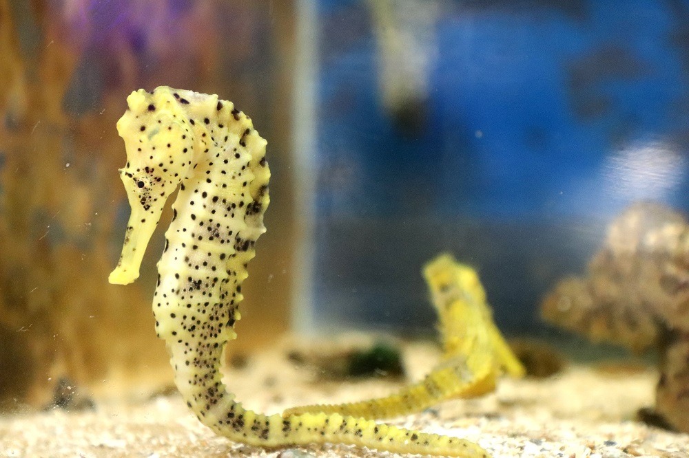 foto de cavalo-marinho amarelo com manchas pretas em aquário de água clara.