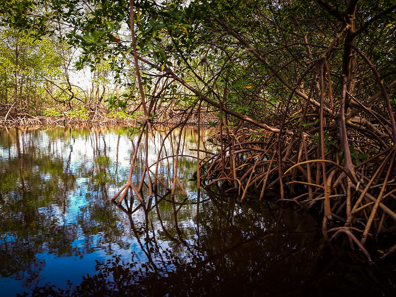 interior de manguezal, com árvores e raízes aéreas se erguendo das águas.