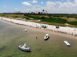 Projeto de repovoamento de cavalos-marinhos no estuário de Suape recebe  prêmio internacional - Marco Zero Conteúdo