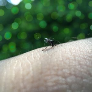 Foto fechada mostrando, em primeiro plano, um mosquito da dengue picando pele de uma pessoa.