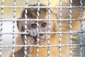 Close de macaco-prego, de pelos castanhos e grandes olhos marrons, agarrando com uma mão suja de areia as grades de uma jaula.