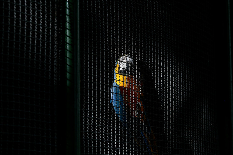 Arara-canindé, de papo amarelo e asas azuis, sobe as grades de uma jaula escura.