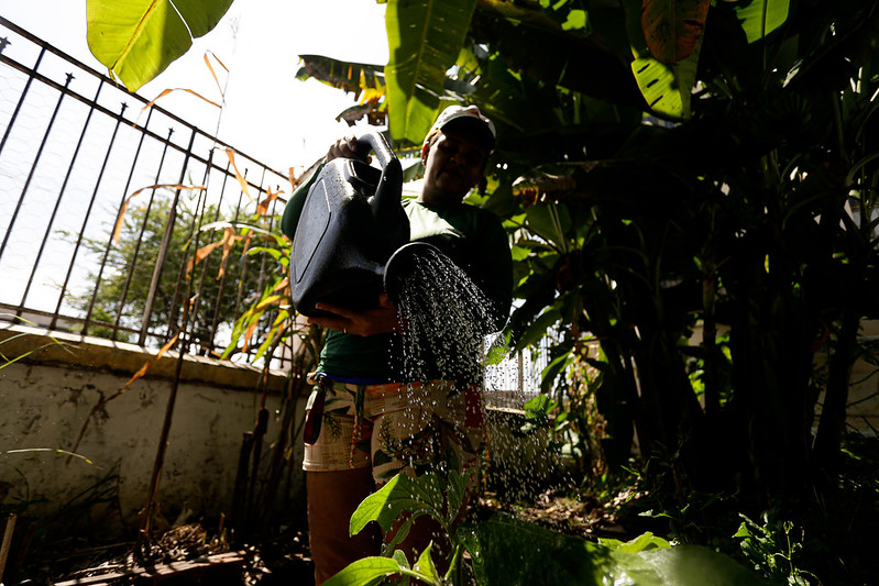 Num terreno delimitado por muro baixo e cerca de metal, uma mulher negra vestindo boné, camisa escura e bermuda clara, usa regador para molhar canteiro de hortaliças.