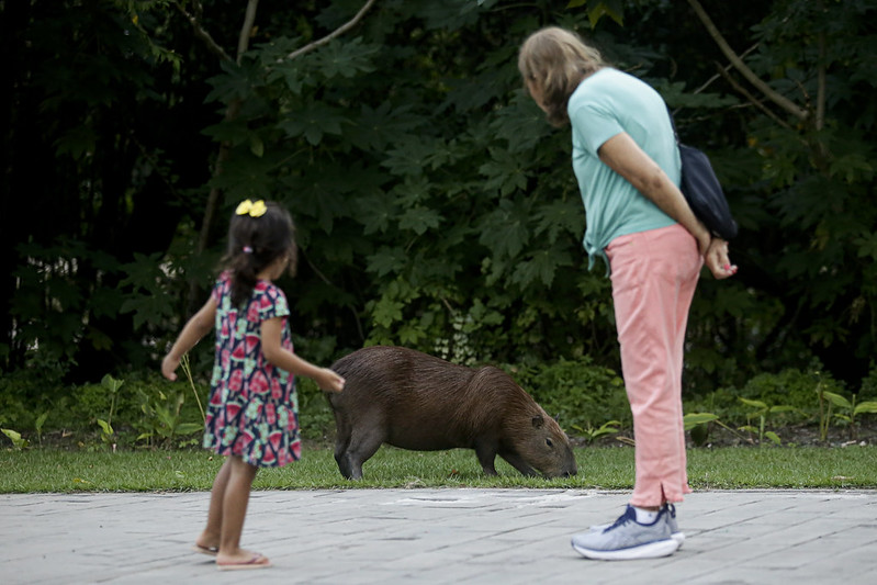 Mãe e filha pequena, de costas para a câmera, observam de perto uma capivara de grande porte que ocupa a parte central inferior da foro e está pastando em um gramado.