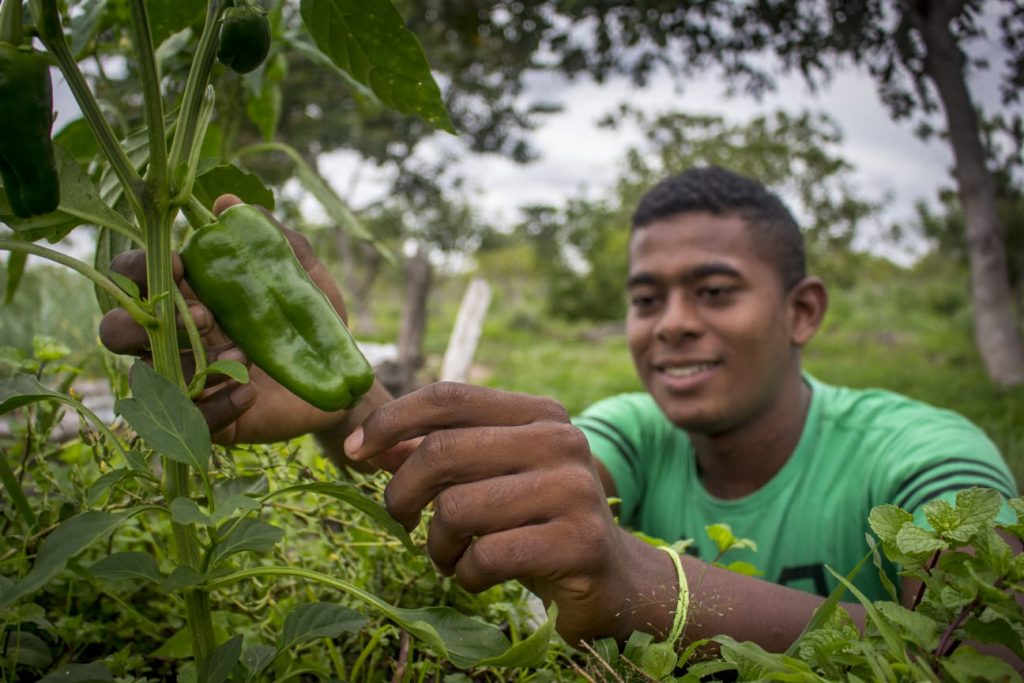 jovem negro, fotografado do tórax para cima, colhe pimentão área verde.