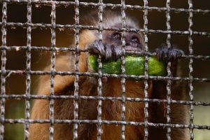 Pequeno macaco, de pelo marrom e focinho preto, morde pedaço de fruta de casca verde enquanto junto às grades de uma jaula.