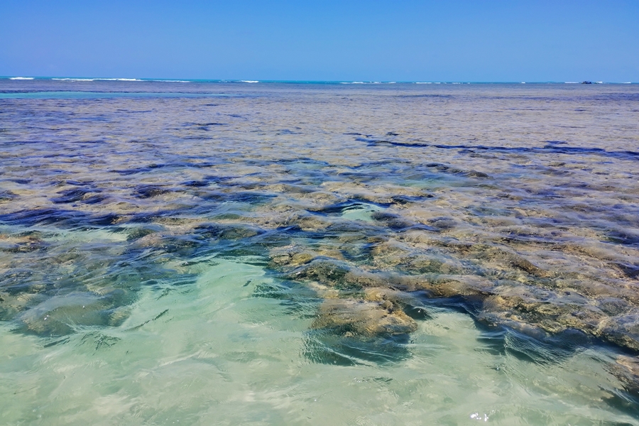 Foto colorida de recifes de corais, em tom esverdeado, cobertos por água transparente em uma praia, sob céu azul sem nuvens.