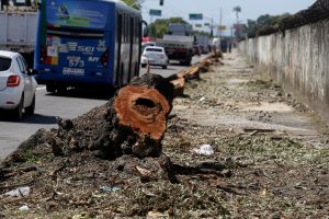 Foto de fileira de troncos de árvore serrados em uma calçada junto de uma avenida com trânsito intenso.