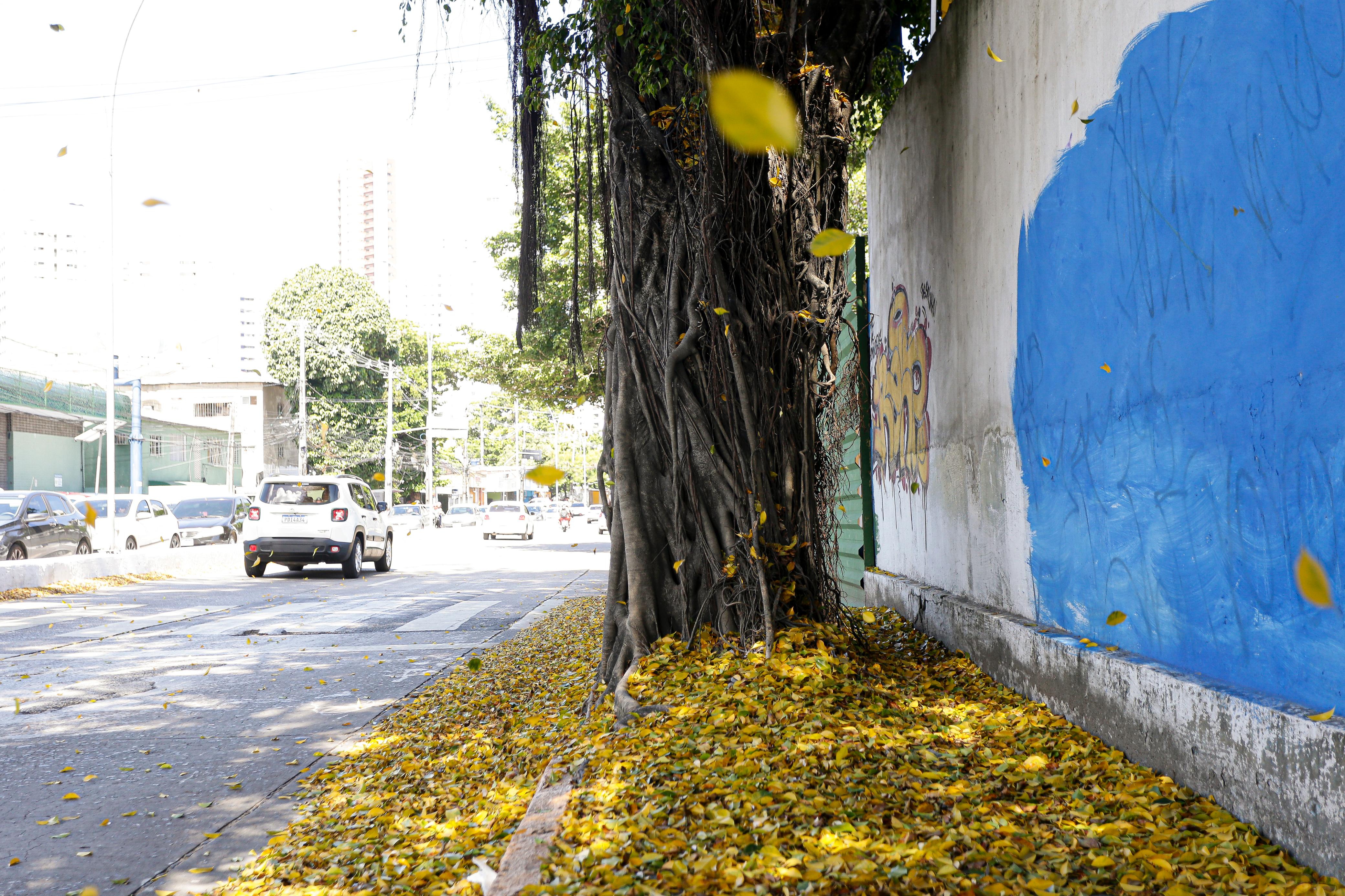Foto de um trecho da avenida Norte, no Recife, durante o dia, iluminada pelo sol. À direita, há um muro com raízes de árvore crescendo junto dele e uma pintura azul desbotada. Uma árvore robusta está parcialmente visível, com muitas de suas folhas amarelas caídas no chão, criando um tapete natural ao longo da calçada e da rua. Ao fundo, carros estão estacionados ao lado de edifícios baixos sob um céu claro.