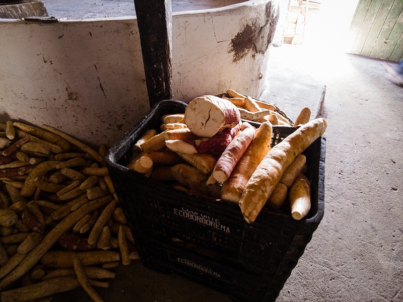 A foto mostra uma caixa de plástico preta cheia de mandioca descascada. Há mandiocas longas, algumas amareladas e outras amontoadas no chão, ao lado da casca, à esquerda da foto. A caixa está no chão em um ambiente que parece ser interno, com pisos de concreto e paredes com algumas manchas ou descolorações. A iluminação sugere que pode ser um espaço interior com luz natural vindo de fora do quadro.