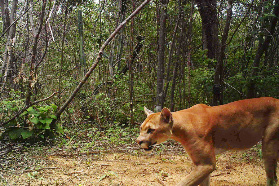 A imagem retrata um grande felino com pelagem avermelhada, provavelmente uma onça-parda, caminhando por uma área florestada com vegetação densa. O chão parece estar coberto de folhas secas e a flora inclui diferentes tons de verde. Árvores e arbustos cercam o animal, e parece ser durante o dia. O corpo do felino é esguio, com músculos visíveis, indicando força e agilidade. Essa imagem é interessante, pois captura a onça-parda em seu habitat natural