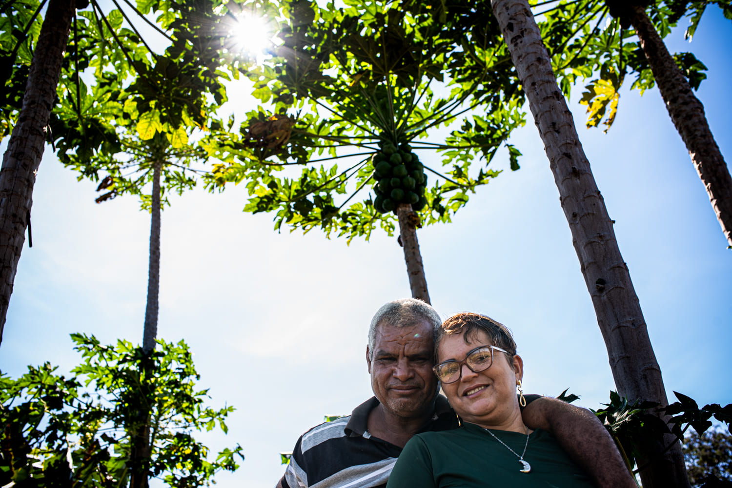 A cena retrata um casal de pessoas de meia-idade juntas, com os rostos colados. À esquerda, o homem tem cabelos brancos e usa uma camisa de listas verdes e brancas. À direita, a mulher de cabelos castanhos e curtos, usa óculos, brincos grandes e dourados, e está vestida com uma blusa ou vestido verde escuro. Elas estão ao ar livre, cercadas por altos pés de mamão que se estendem em direção a um céu azul claro. As folhas dos mamoeiros são exuberantes e verdes, e uma das árvores tem um cacho de mamões pendurados acima. O sol brilha intensamente através das folhas, criando um efeito de luz difusa ao redor da cena.