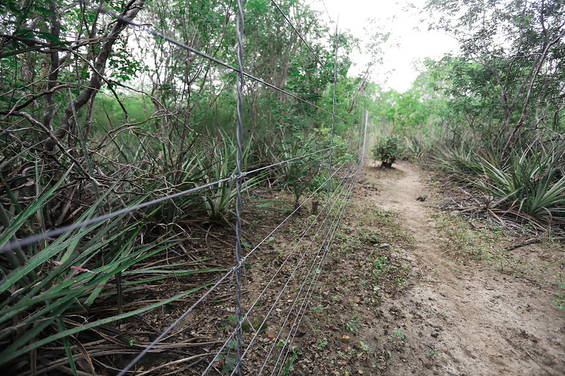 A imagem retrata uma cena natural, provavelmente uma trilha ou caminho através de uma área densa de vegetação. A trilha é estreita e parece ser feita de terra compactada, serpenteando entre o verde. De ambos os lados da trilha, há várias plantas com folhas longas e finas que se estendem em direção ao caminho. Algumas plantas têm folhagem mais espessa em suas bases. A flora sugere um ambiente selvagem ou não domesticado, possivelmente uma floresta ou reserva natural. Não há flores visíveis ou plantas coloridas; a paleta de cores geral é dominada por tons de verde e marrom. O céu não é visível devido à densidade da vegetação acima, o que indica que a trilha está bem sombreada e cercada por plantas de todos os lados.