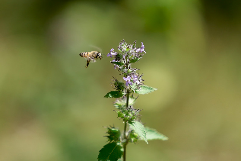 A imagem retrata uma cena da natureza, focando em uma abelha em voo se aproximando de um agrupamento de flores roxas em uma planta verde. O fundo está desfocado, destacando a nitidez da abelha e das flores.