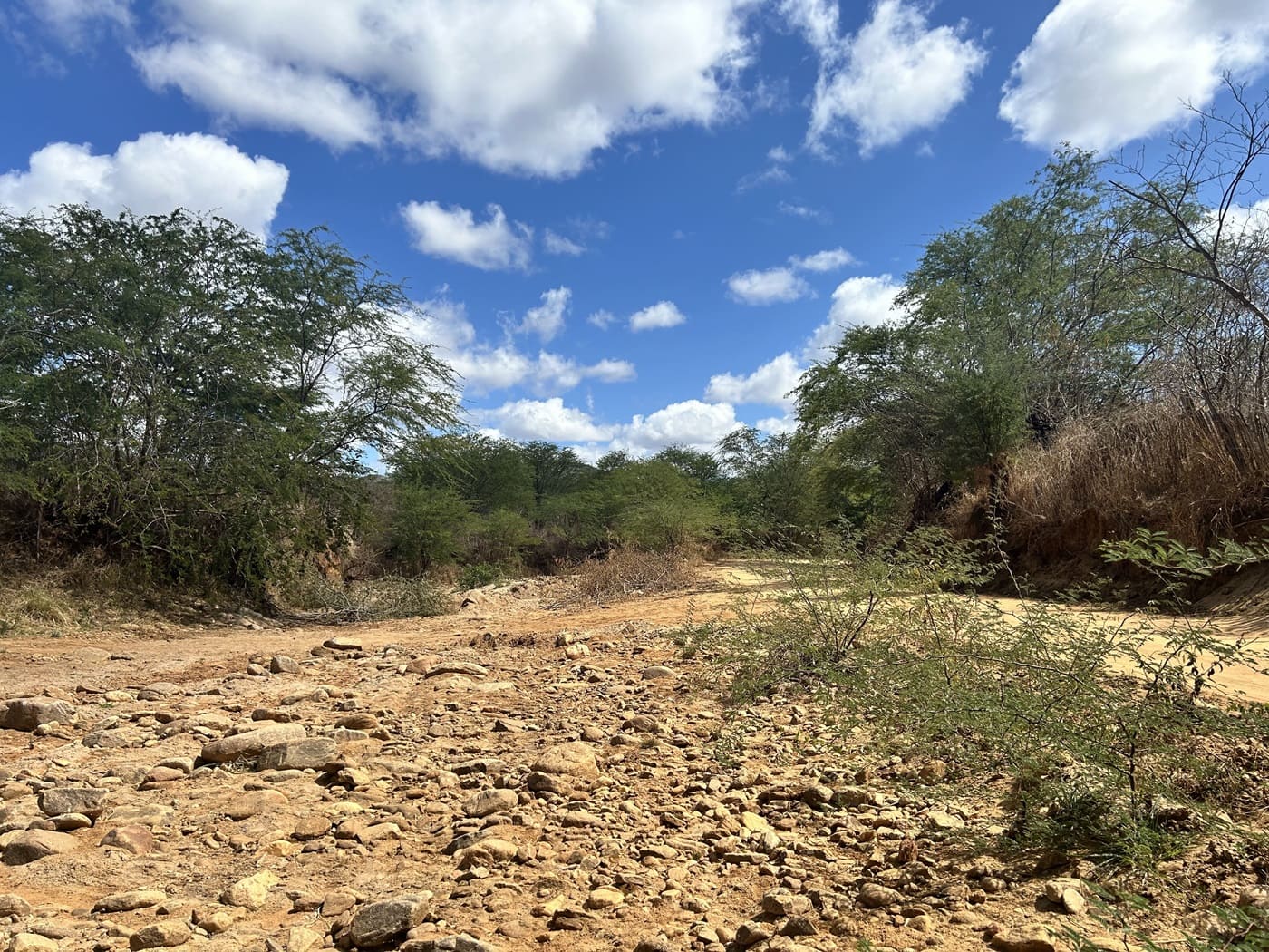 A imagem mostra uma paisagem natural sob um céu azul claro com algumas nuvens dispersas. No primeiro plano, a estrada que é um terreno rochoso com várias pedras de tamanhos pequenos a médios espalhadas pelo chão. A vegetação é esparsa, incluindo alguns arbustos verdes e árvores com galhos finos, sugerindo um ambiente seco ou árido. Ao fundo, a vegetação é mais densa, com árvores maiores, indicando a presença de uma área mais fértil ou talvez uma fonte de água próxima.