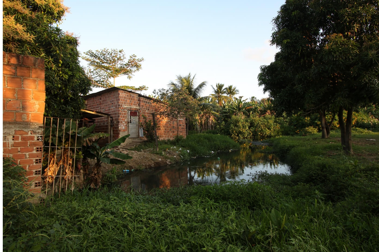 A imagem mostra um cenário urbano com muita vegetação. No primeiro plano, há um pequeno corpo d’água, possivelmente um lago ou riacho, cercado por várias plantas e gramíneas. À direita, há várias árvores com folhagem densa. À esquerda, há uma estrutura de tijolos com uma parede incompleta, expondo parte da estrutura interna, sugerindo que pode estar em construção ou abandonada. O céu está claro, com uma iluminação suave, indicando que pode ser cedo pela manhã ou no final da tarde.