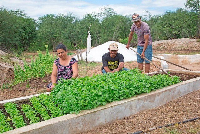 A foto mostra três pessoas em um ambiente ao ar livre, envolvidas em atividades agrícolas. Uma pessoa está sentada no chão, cercada por plantas verdes e saudáveis. Outra mulher está ajoelhada ao lado de uma cama elevada de jardim cheia de plantas semelhantes. A terceira pessoa está em pé, segurando uma ferramenta que parece ser usada para jardinagem ou preparo do solo. Ao fundo, há mais plantas verdes e uma estrutura branca, possivelmente uma estufa ou tenda de armazenamento. O céu está parcialmente nublado, sugerindo um ambiente de campo aberto.