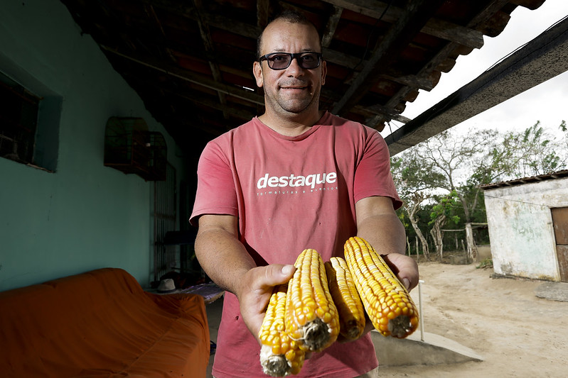 A imagem mostra um homem branco, de meia idade, de cabelos curtos e óculos de grau pé sob um terraço com telhado com telhas expostas, segurando três espigas de milho. As espigas têm grãos amarelos brilhantes e estão parcialmente descascadas, revelando os grãos. A pessoa está vestindo uma camiseta rosa com a palavra “destaque” impressa em letras brancas. Ao fundo, há vegetação e uma estrutura que sugere um ambiente rural ou de fazenda.