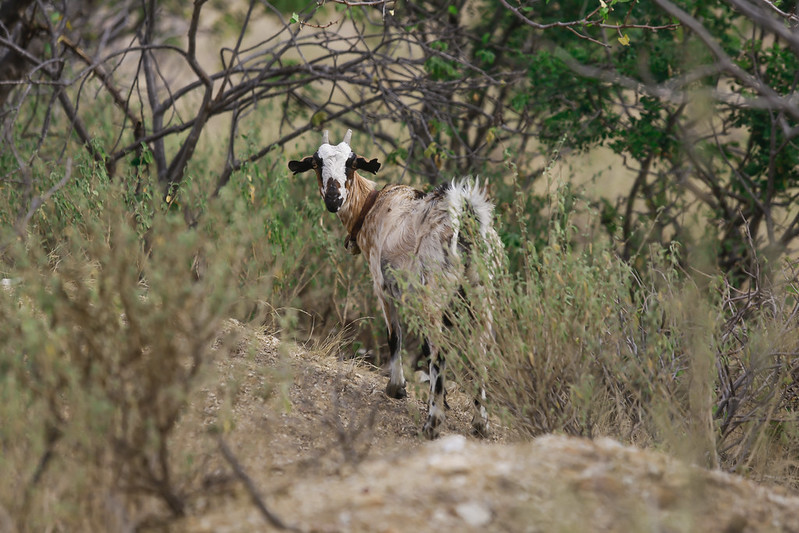 A imagem mostra um bode em uma área de vegetação típica do semiárido. O animal está de perfil, mas vira a cabeça para olhar para a câmera. Ele tem pelagem marrom e branca, com chifres escuros e curvados. O chão é seco, coberto por arbustos e galhos retorcidos de árvores características de climas áridos. O fundo exibe mais vegetação esparsa, com tons de verde misturados ao marrom seco do ambiente.