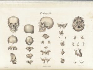 A imagem é uma ilustração anatômica clássica intitulada Ostéographie, mostrando diferentes vistas e partes de um crânio humano. Inclui uma visão frontal e lateral do crânio completo, além de seções detalhadas de ossos individuais, como o maxilar, a mandíbula e o occipital. Também apresenta vistas internas, como a base do crânio, com detalhes anatômicos marcados por letras. O desenho utiliza sombreamento monocromático para destacar as formas tridimensionais. É uma representação usada em estudos anatômicos, típica de atlas antigos.