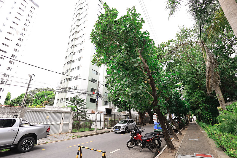 A imagem mostra uma rua urbana arborizada com prédios altos ao fundo. Árvores grandes e inclinadas, algumas em formato de V, crescem próximas à fiação elétrica. Veículos como uma picape, uma moto e um carro branco estão estacionados. Um pequeno bloqueio amarelo e preto aparece na via. A calçada é bem cuidada, com palmeiras e plantas.