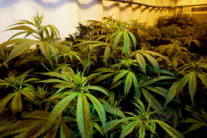A imagem apresenta diversas plantas de cannabis crescendo em um espaço interno. As folhas são compridas, finas e possuem bordas serrilhadas, características dessa planta. O ambiente parece ser uma sala de cultivo, iluminada artificialmente, com lâmpadas específicas para estimular o crescimento das plantas. Ao fundo, é possível notar parte de um sistema de ventilação, sugerindo que há controle das condições climáticas no local. Em resumo, trata-se de uma cena que retrata o cultivo organizado de cannabis em um ambiente fechado.