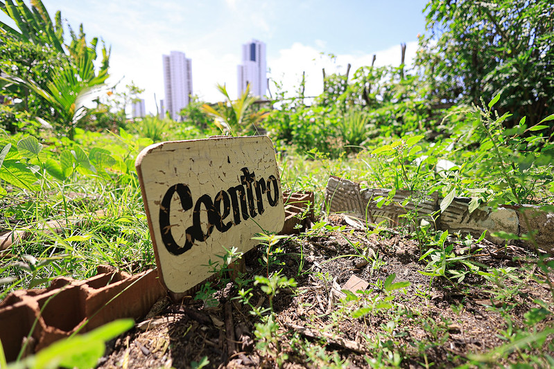 A imagem mostra um pequeno jardim urbano onde o coentro está sendo cultivado. No centro da cena, há uma placa de madeira com a palavra Coentro escrita em letras pretas, indicando a erva específica que está sendo cultivada. Essa placa está fixada no solo, que parece ser de terra, com algumas pequenas plantas crescendo ao redor. Ao redor da placa, há várias outras plantas e vegetação, dando a sensação de um pequeno espaço verde em meio à cidade. No fundo da imagem, dois prédios altos podem ser vistos, sugerindo que esse jardim está localizado em uma área urbana. A iluminação da cena revela que o dia está claro e ensolarado, com a luz do sol realçando os elementos naturais presentes.