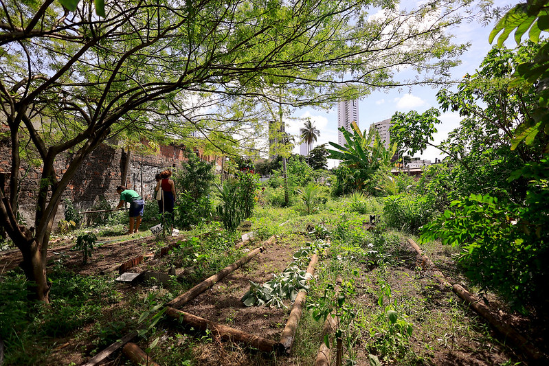 A foto mostra um jardim urbano exuberante, repleto de diversas plantas e árvores. No centro da cena, há duas pessoas trabalhando no jardim, cuidando das plantas. O espaço verde é cercado por um muro de tijolos, e no fundo da imagem, podem ser vistos prédios altos, indicando que esse jardim está localizado dentro de um ambiente urbano. A imagem destaca a importância da agricultura urbana e a integração de espaços verdes dentro das cidades.