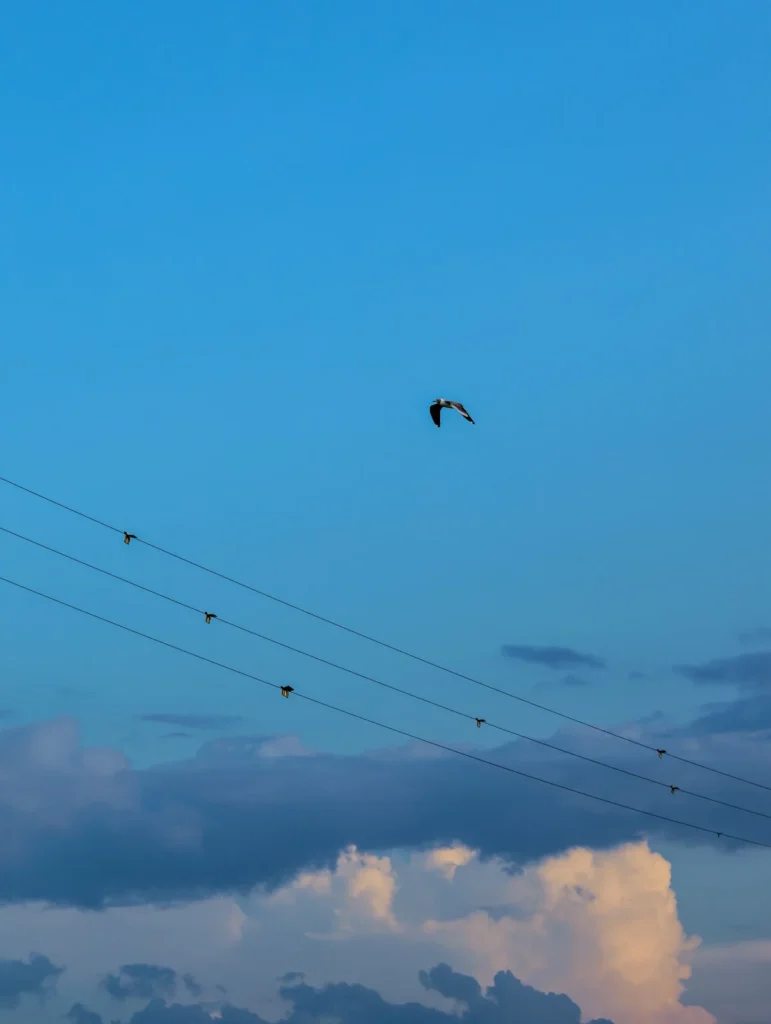 Na foto vemos um pássaro voando sozinho pelo céu, com as asas abertas, destacado contra o fundo de um vasto céu azul. A ave está ao centro da imagem, um pouquinho para a parte de cima. Abaixo, vários fios de eletricidade de alta tensão com equipamentos anticolisão atravessam a imagem na diagonal. Na parte de baixo da foto, o céu apresenta algumas nuvens, algumas brancas e outras acinzentadas, que acrescentam profundidade e riqueza ao cenário. A luz suave revela que provavelmente é fim de tarde, com o sol baixo, colorindo levemente as nuvens.