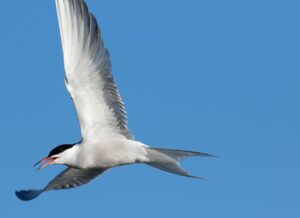 Na foto vemos uma ave marinha voando com as asas bem abertas contra um fundo de céu azul e sem nuvens. A ave é predominantemente branca, com uma cabeça preta que cobre o topo e a parte ao redor dos olhos. O bico é vermelho, comprido e pontudo, e está levemente aberto, mostrando o interior da boca. As asas são alongadas e estreitas, sendo a parte de baixo branca e a de cima cinza. A cauda também é pontuda e bifurcada. A imagem captura o pássaro em pleno voo, como se ele deslizasse pelo ar.
