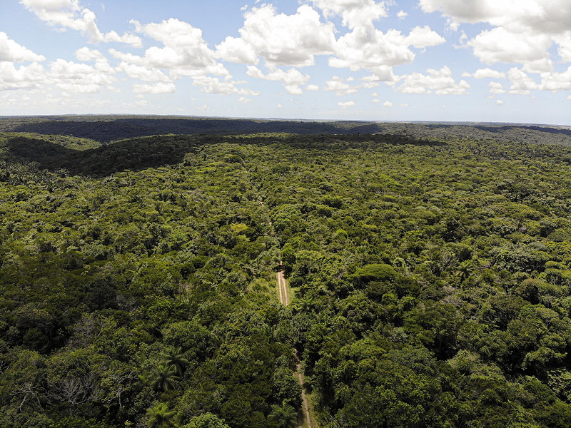 A imagem mostra uma vasta área de floresta densa, conhecida como APA Aldeia- Beberibe, com predominância de tons verdes, vista de cima. Uma trilha de terra corta a mata ao centro, seguindo em linha reta até desaparecer no horizonte.