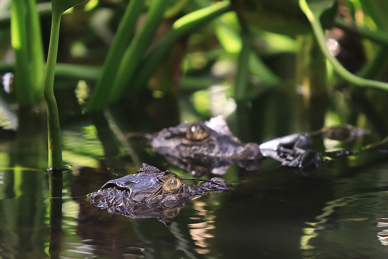Esta imagem mostra dois jacarés parcialmente submersos em um ambiente aquático cercado por vegetação densa. Apenas as cabeças dos animais estão visíveis fora da água, com os olhos atentos e voltados para frente. As cabeças aparecem lado a lado, e a superfície da água reflete seus contornos e as folhas ao redor. O cenário é sombreado, com luzes suaves penetrando entre as folhas verdes, criando um clima natural e um pouco misterioso.