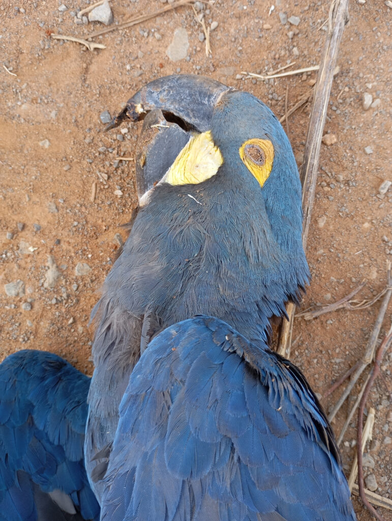 A imagem mostra uma arara-azul-de-Lear morta, deitada de lado sobre o chão de terra seca. A ave tem penas azul-escuras, com uma mancha amarela ao redor do olho e na base do bico curvo, que está entreaberto. Uma das asas está parcialmente estendida, e o corpo está imóvel, com sinais visíveis de rigidez. O solo ao redor é avermelhado, com pequenas pedras e galhos secos. A cena transmite tristeza e alerta, sugerindo que a morte da ave possa estar relacionada a causas como eletroplessão ou outras ameaças ambientais.