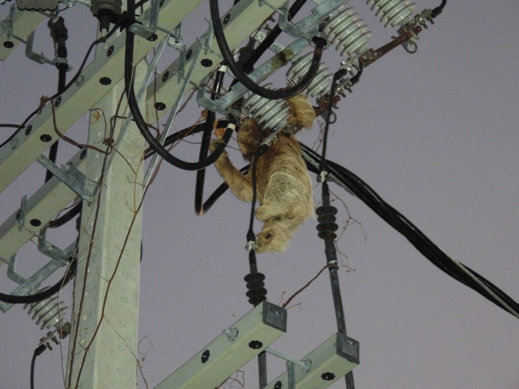 A imagem mostra um bicho-preguiça morto, pendurado em uma estrutura de poste de energia elétrica. O animal está entre fios e componentes metálicos da rede elétrica, preso por um dos braços e com o corpo flácido, indicando que sofreu uma descarga elétrica fatal. A estrutura é composta por cabos grossos, isoladores e suportes metálicos. O céu ao fundo está claro, sugerindo que a foto foi tirada ao entardecer ou amanhecer.