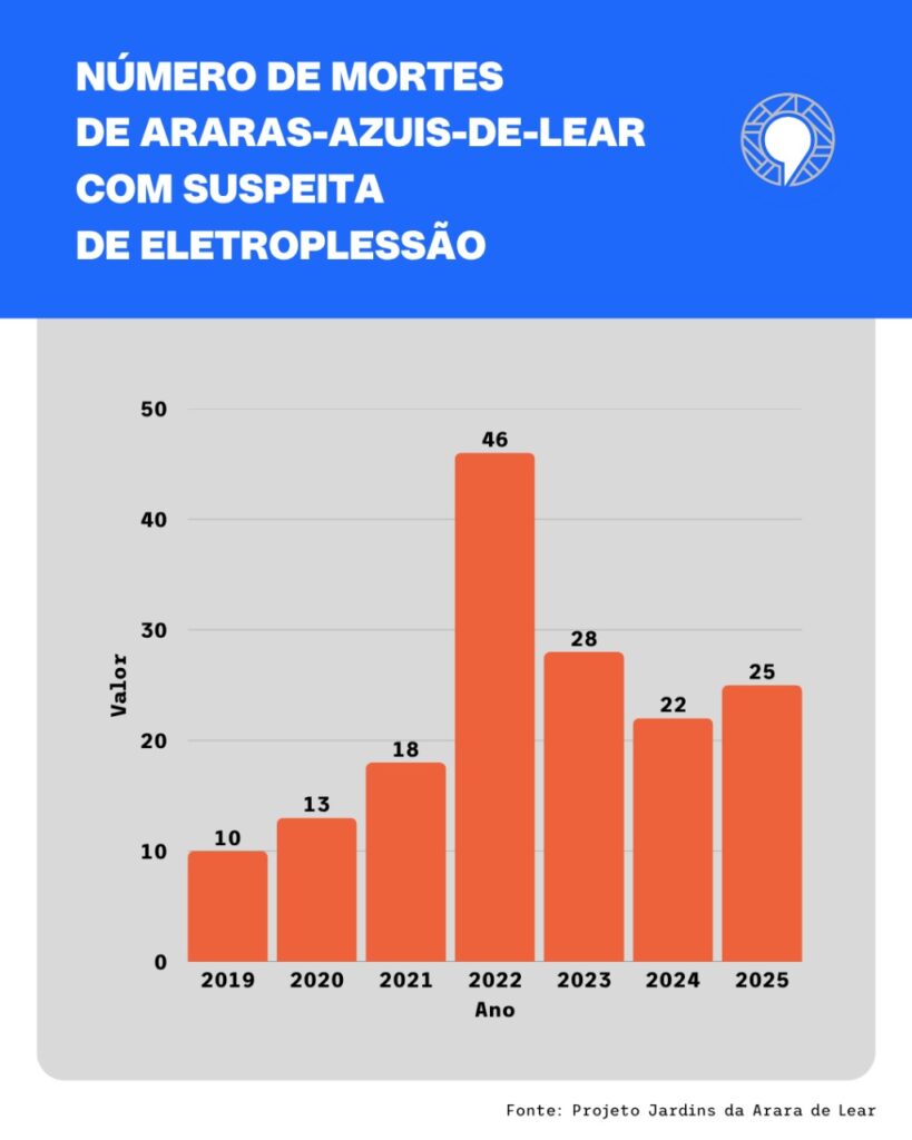 O infográfico apresenta o número de mortes de araras-azuis-de-Lear com suspeita de eletroplessão, distribuído por ano, de 2019 a 2025. O título está em letras brancas sobre um fundo azul no topo da imagem. À direita do título, há um símbolo circular que lembra um ninho de arara estilizado. Logo abaixo, há um gráfico de barras verticais na cor laranja, com fundo cinza claro. O eixo horizontal representa os anos (de 2019 a 2025), e o eixo vertical representa a quantidade de mortes, com marcações numéricas. Os dados apresentados são: 2019: 10 mortes;  2020: 13 mortes; 2021: 18 mortes; 2022: 46 mortes (o maior número); 2023: 28 mortes; 2024: 22 mortes; e 2025: 25 mortes. A fonte das informações está indicada na parte inferior direita do infográfico: Fonte: Projeto Jardins da Arara de Lear.