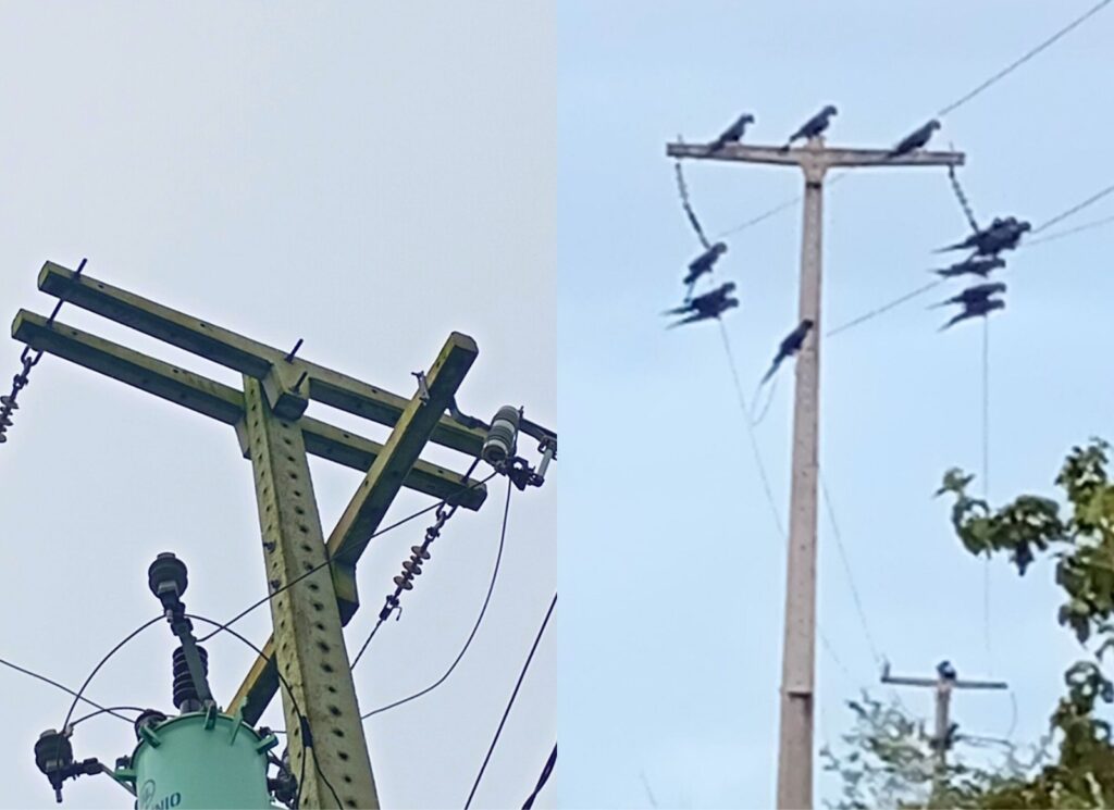 A imagem é uma montagem com duas fotografias lado a lado, ambas mostrando postes de energia elétrica em áreas abertas. A Foto da esquerda: mostra um poste de concreto com estrutura metálica e um transformador verde fixado em sua base. Há diversos fios e isoladores elétricos, mas não há animais visíveis. O céu ao fundo está nublado, em tom claro e uniforme. A **Foto da direita **mostra outro poste, mais distante e em um ângulo mais aberto. Este poste está cheio de araras-azuis-de-Lear, que se empoleiram na parte superior e nos fios que o cercam. Ao todo, há cerca de 12 aves distribuídas pelo poste e pelos cabos. O céu está azul claro e, no canto inferior direito, há parte da copa de uma árvore.