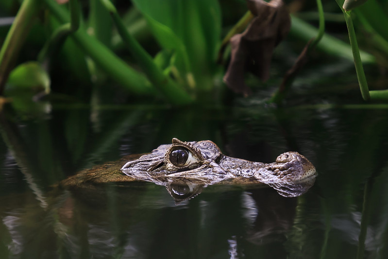 Esta foto mostra um jacaré parcialmente submerso em um ambiente aquático natural. Apenas a parte superior da cabeça do animal está visível fora da água. Os olhos grandes e atentos, assim como parte do focinho e das escamas da cabeça, aparecem em destaque. O restante do corpo está submerso ou fora do enquadramento. O fundo da imagem é composto por vegetação verde, com folhas e galhos que sugerem um ambiente de pântano ou rio de mata densa. A água está calma e reflete suavemente a cabeça do jacaré.