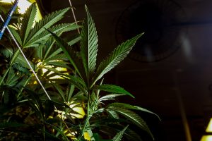 A imagem mostra uma planta de cannabis em destaque com um fundo escuro.