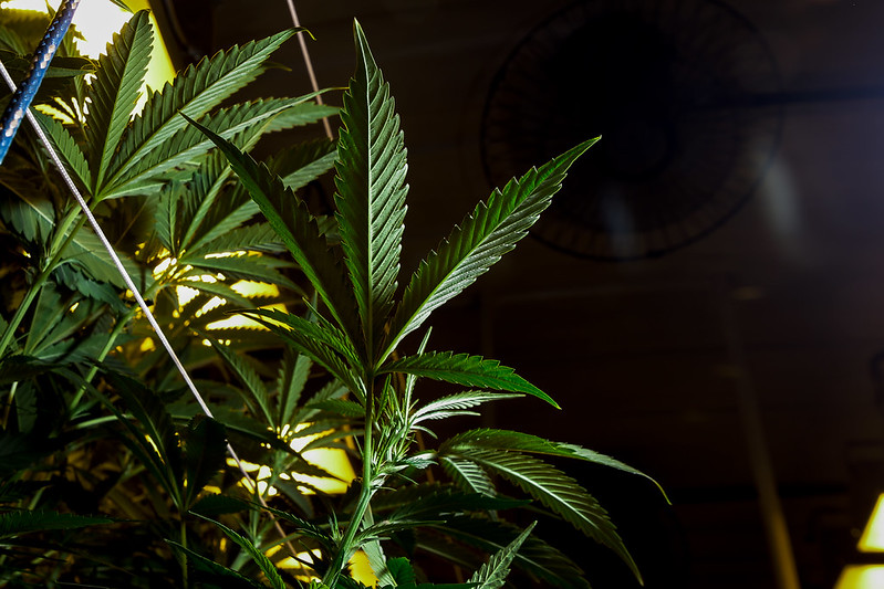 A imagem mostra uma planta de cannabis em destaque com um fundo escuro.