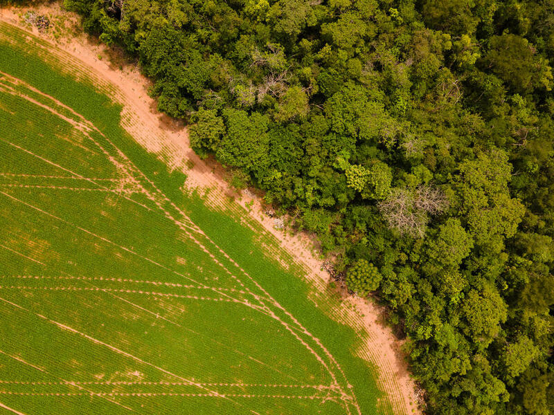 A imagem mostra uma vista aérea de uma área onde uma plantação cultivada se encontra com uma floresta densa. À esquerda, vê-se um campo agrícola com fileiras bem organizadas de plantas verdes, formando linhas paralelas que seguem uma direção diagonal. Essas linhas podem ser resultado de trilhas de tratores ou sistemas de irrigação. À direita, há uma floresta com vegetação espessa e variada, exibindo diferentes tons de verde, o que indica a presença de várias espécies de árvores. A transição entre o campo e a floresta é nítida, destacando o contraste entre o espaço manejado pelo ser humano e o ambiente natural.