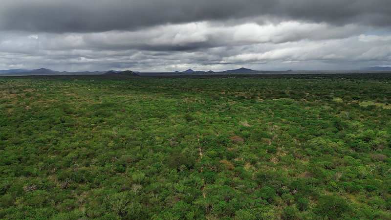 A foto mostra uma paisagem ampla e verdejante da caatinga, com vegetação densa cobrindo o solo. O terreno é relativamente plano, com algumas elevações suaves ao fundo, como morros ou pequenas montanhas. O céu está dramático, coberto por nuvens escuras e espessas, sugerindo que uma chuva forte pode estar se aproximando ou que acabou de chover. A luz difusa das nuvens cria um contraste marcante entre o céu carregado e o verde vibrante da vegetação. Não há construções ou presença humana visível — apenas a natureza em sua forma bruta e exuberante.